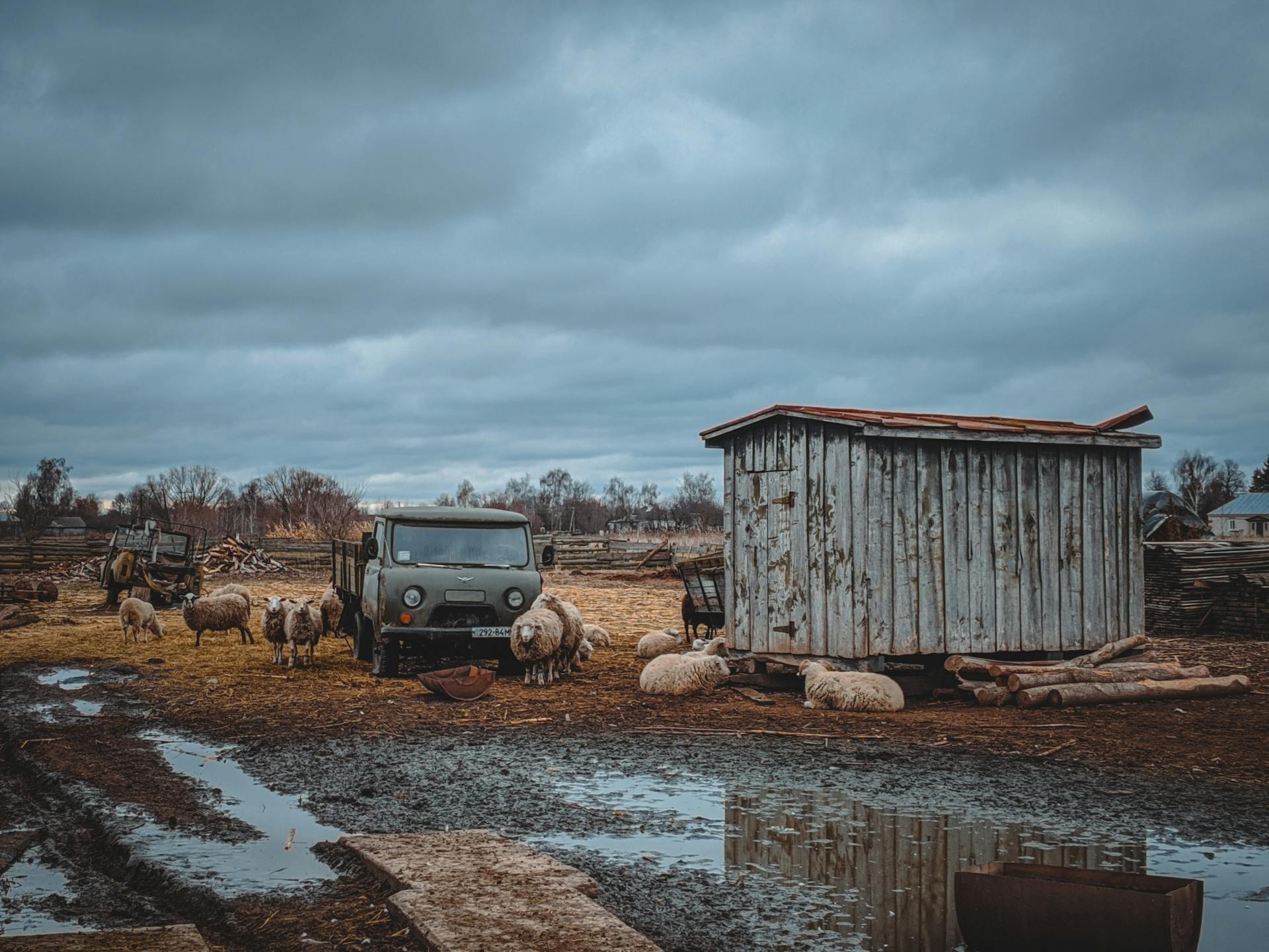 A pastoral farm setting featuring sheep, an old truck, and a weathered shed under a cloudy sky.