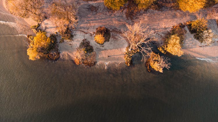 Aerial View Of Autumn Trees On The Beach 