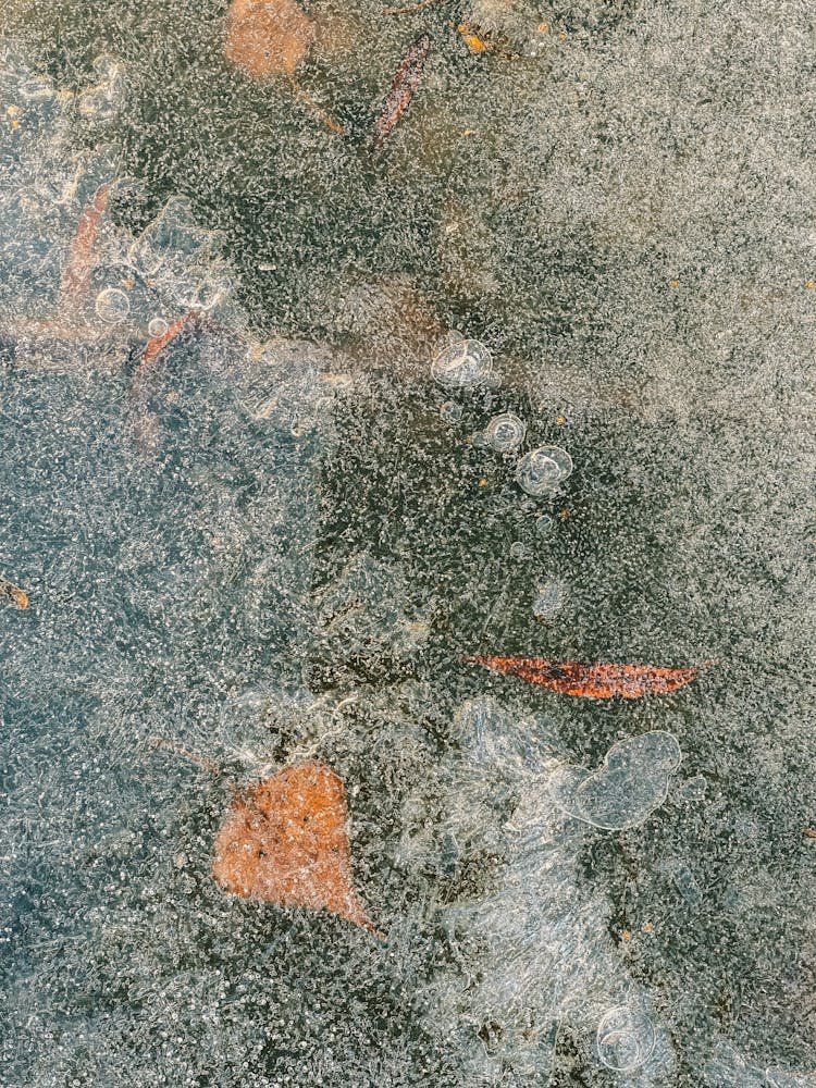 Leaves Under Ice