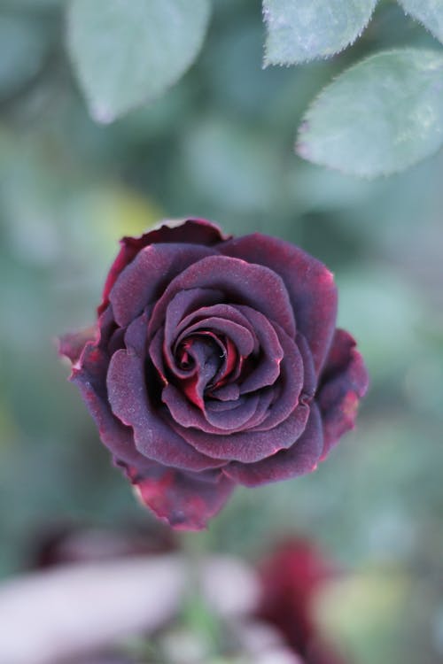 Macro Shot Photography of Rose