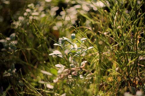 Free Green Grass Stock Photo