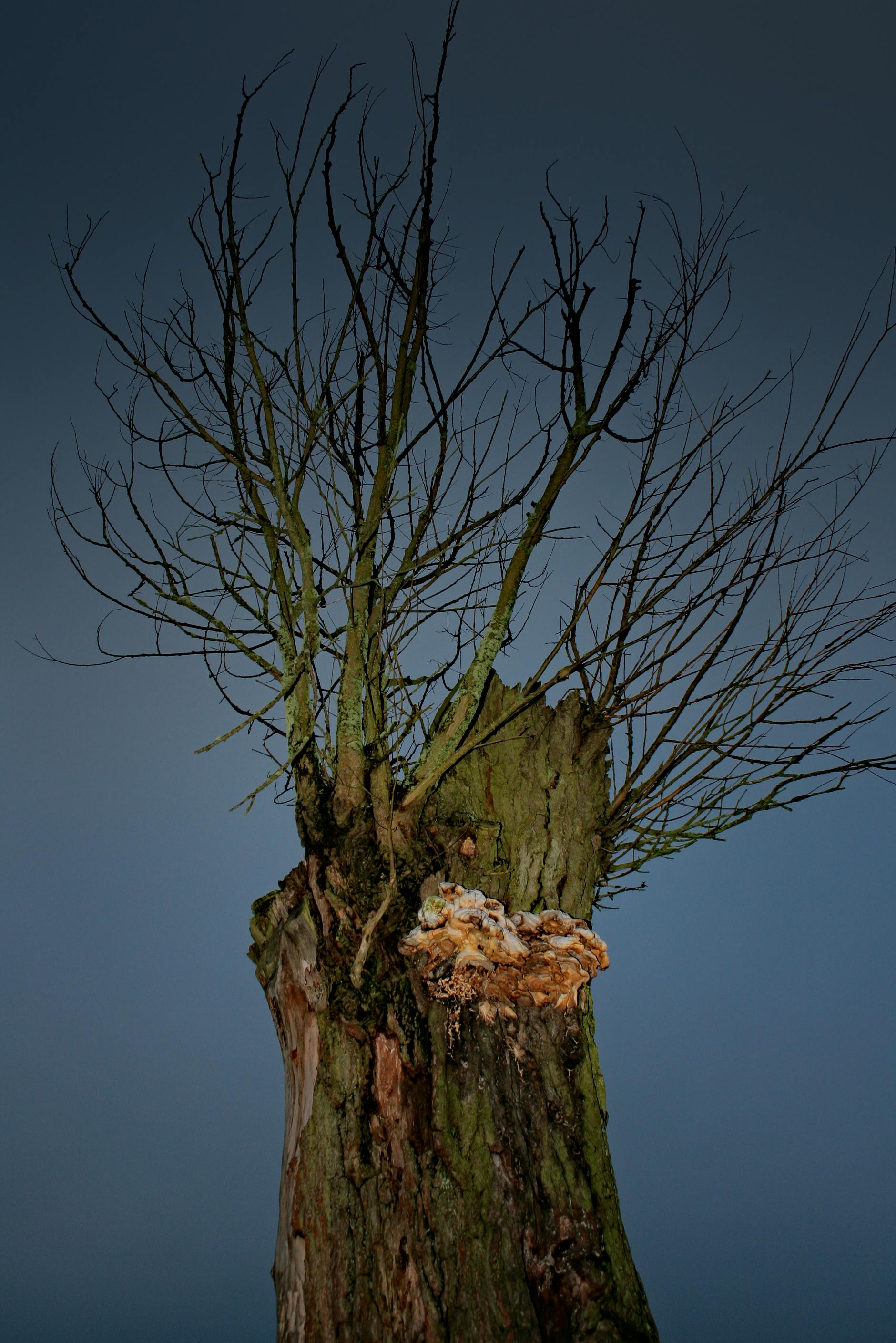 Free stock photo of dark, lonely, tree