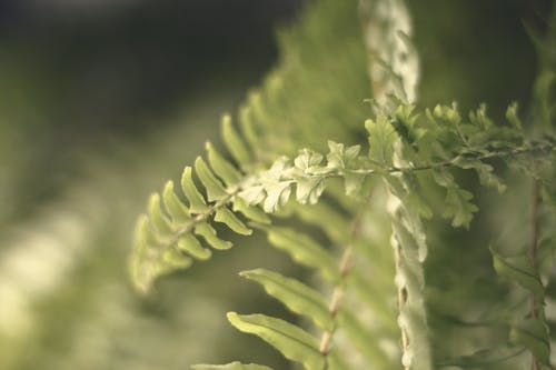 Green Fern