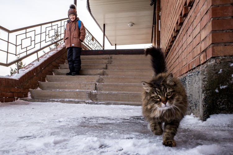 Cat And Little Boy Walking Down Stairs