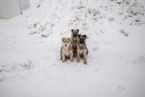 Gratis arkivbilde med dyrefotografering, hunder, snø Arkivbilde