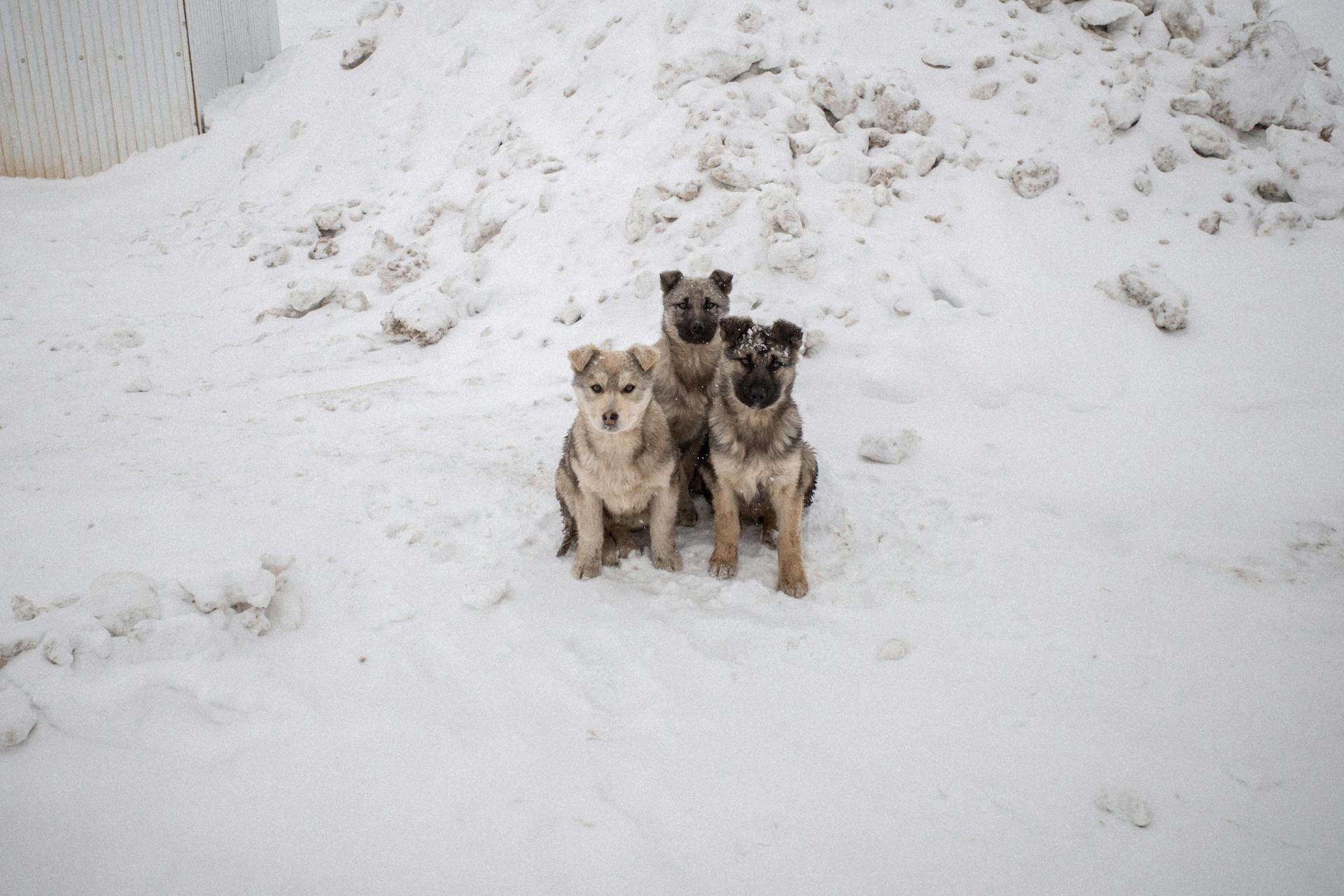 Dogs on the Snow