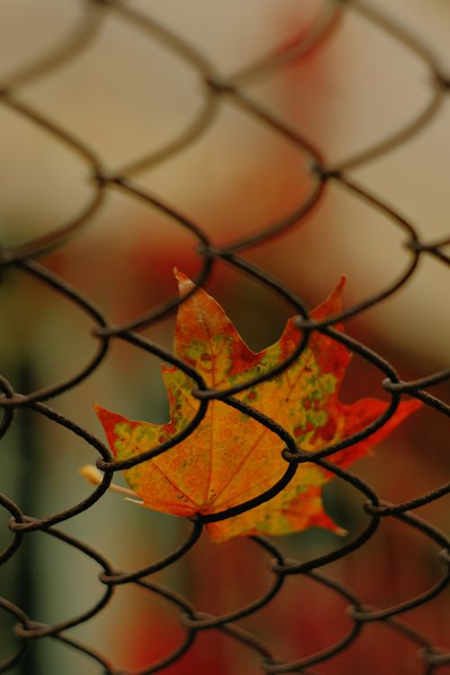 Free An autumn maple leaf lodged in a chain link fence, symbolizing nature and urban boundaries. Stock Photo