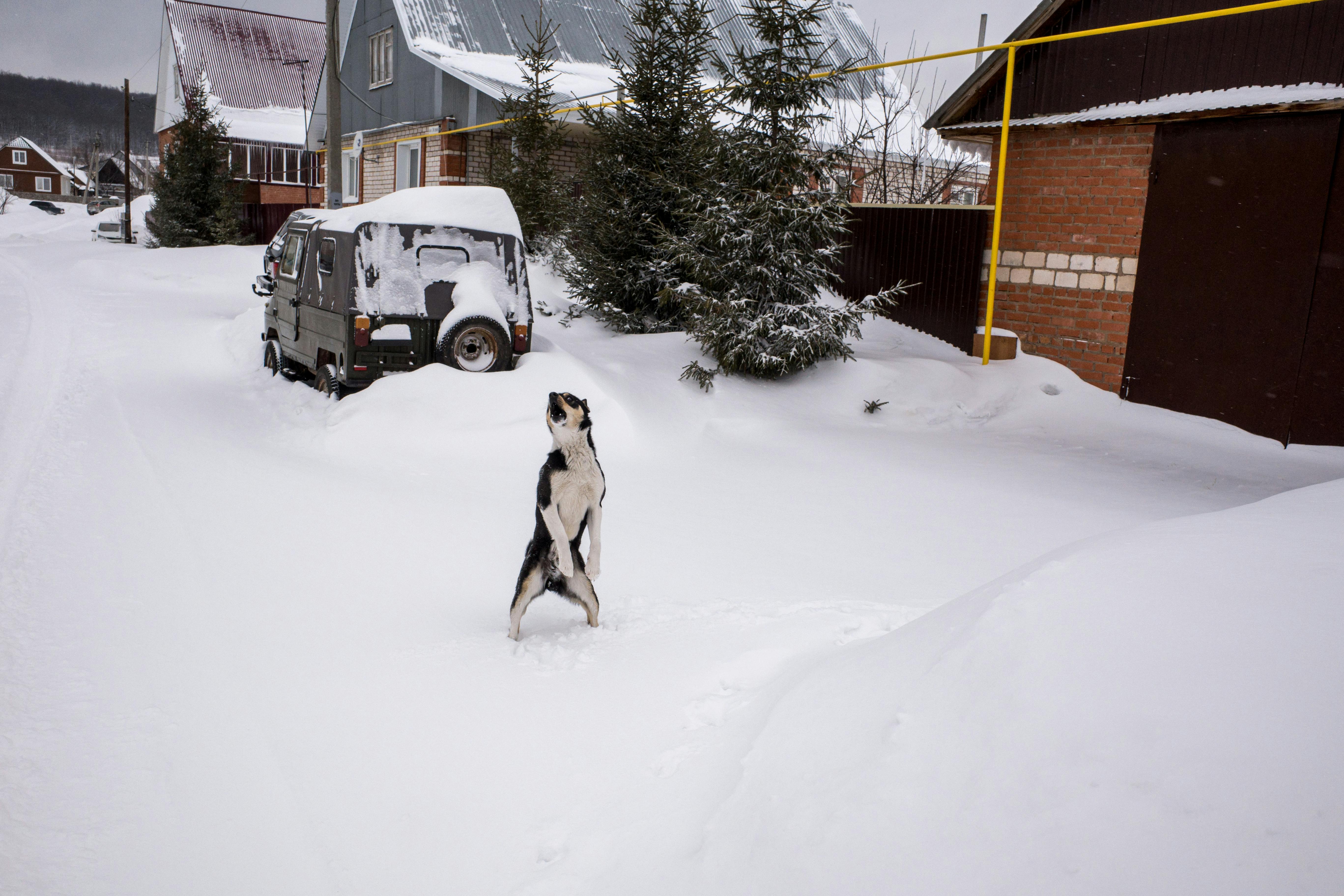 Hundehütte Bau Materialien