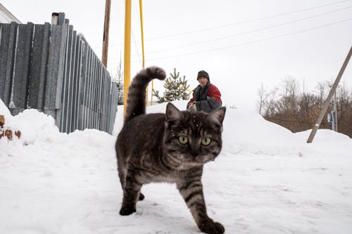 Free Black Tabby Cat Beside a Man on Snow Covered Ground Stock Photo