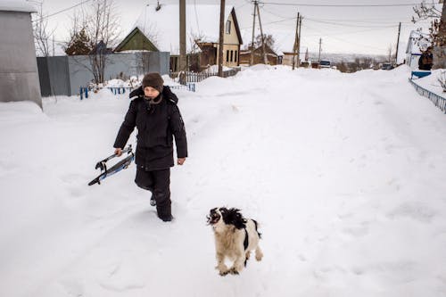 감기, 개, 겨울의 무료 스톡 사진