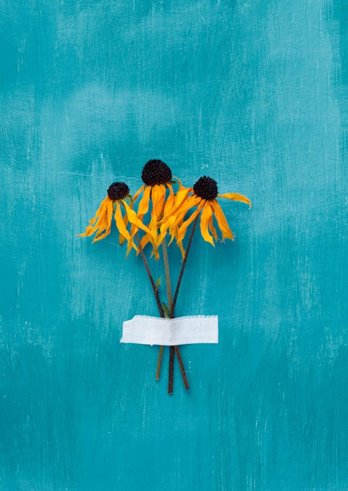 blue aesthetic photo sunflower
