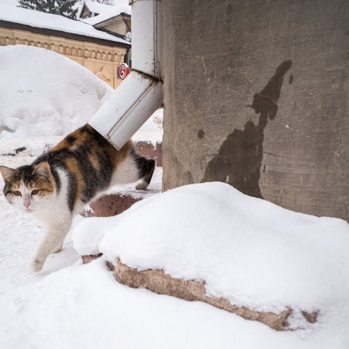 Brown Black and White Cat on Snow Covered Ground 