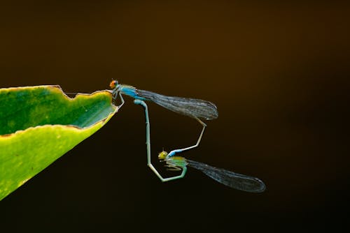 Kostnadsfri bild av biologi, blad, dagg