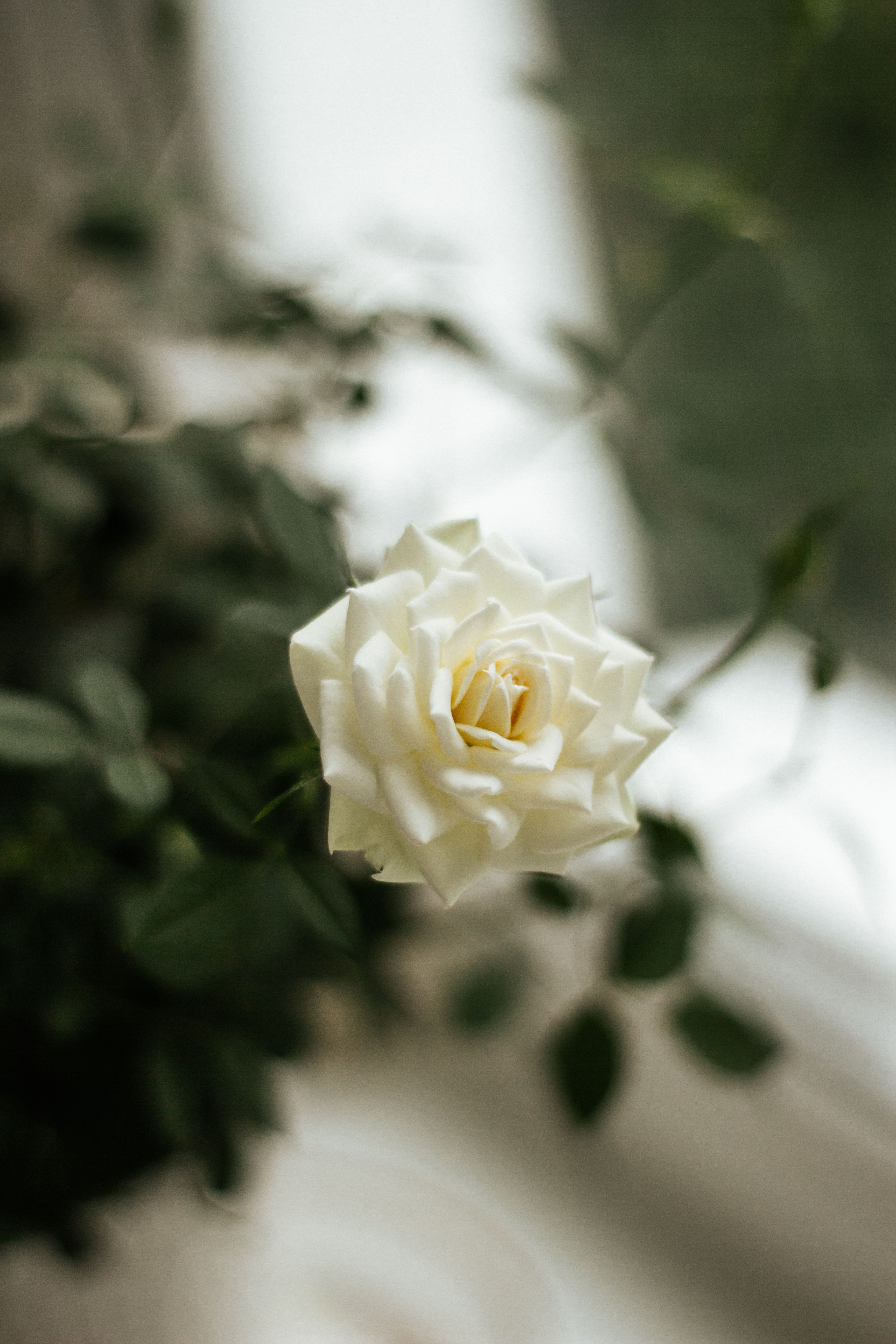 White Rose in Close Up Photography · Free Stock Photo
