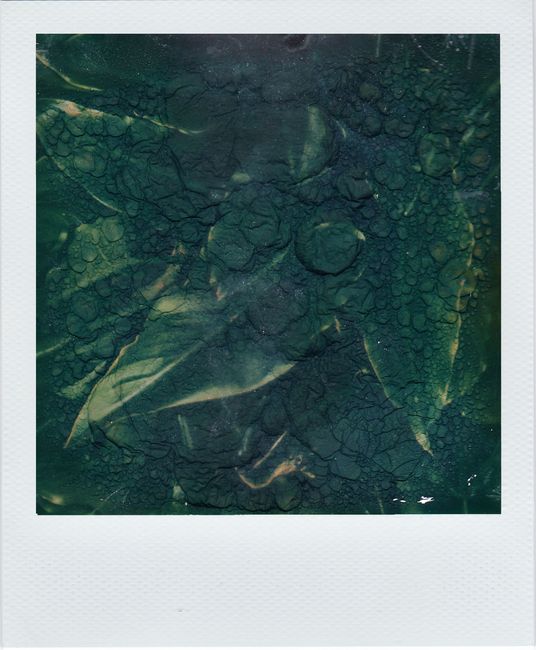Moody abstract image of leaves with water droplets in Polaroid format.