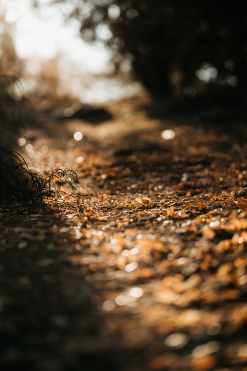Free A serene forest path covered in autumn leaves, illuminated by golden sunlight. Stock Photo