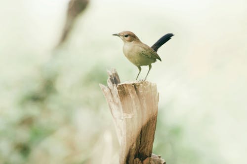 Small Bird Perched on a Wooden Stick