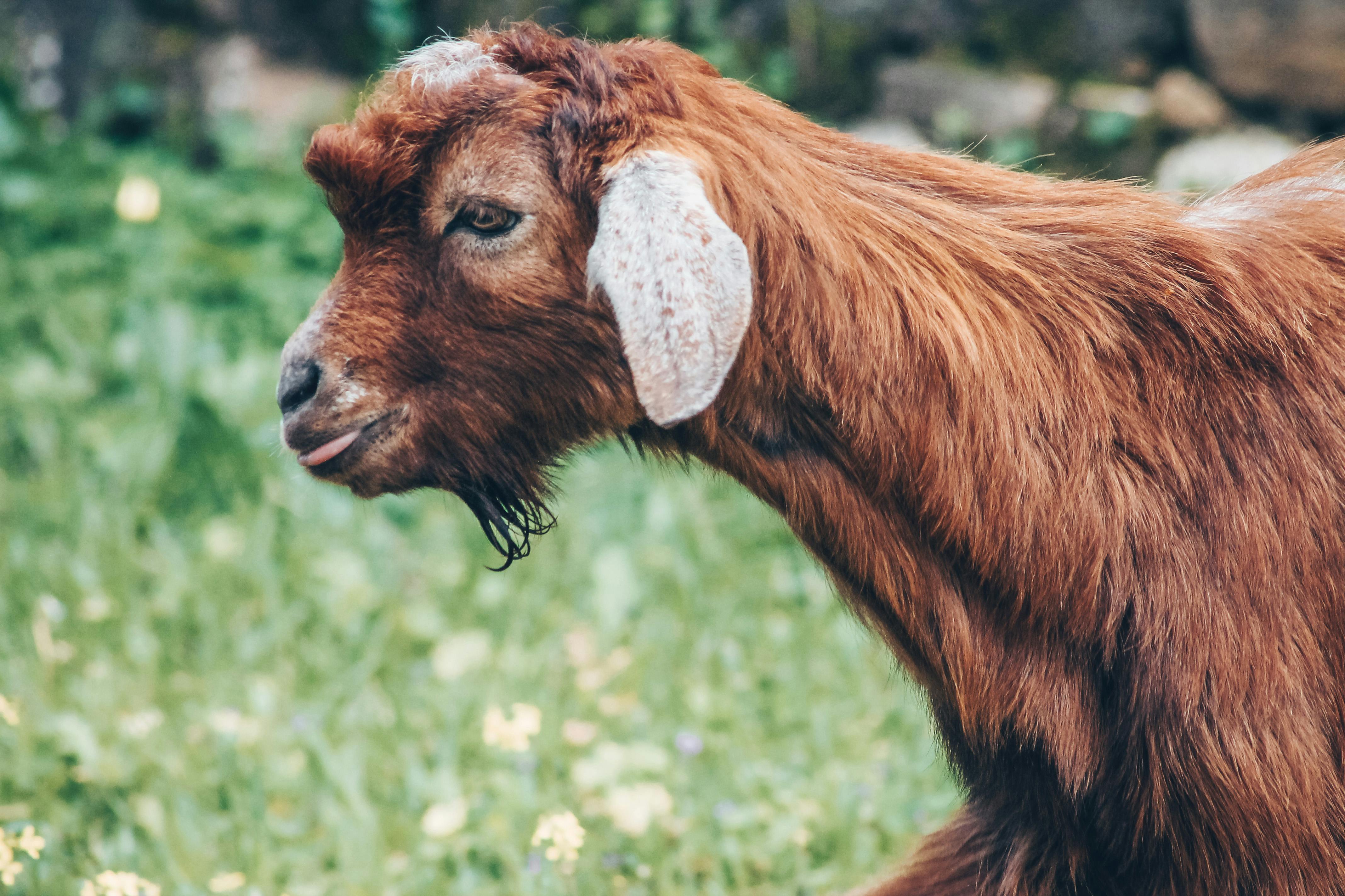 grátis Foto profissional grátis de 3x4, agricultura, animais selvagens Foto profissional