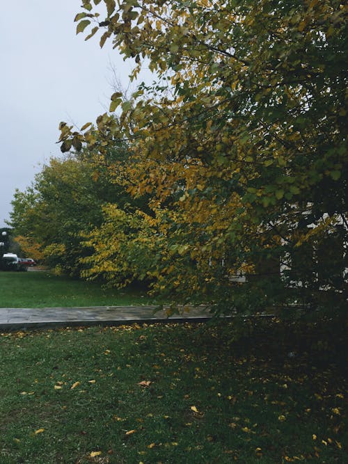 Gratis stockfoto met herfstkleuren, omvallen