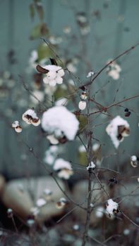 Delicate cotton flowers covered with snowflakes in a winter setting, capturing serene beauty.