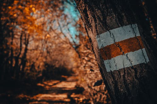 Fotobanka s bezplatnými fotkami na tému chodník, kôra, maľovaný