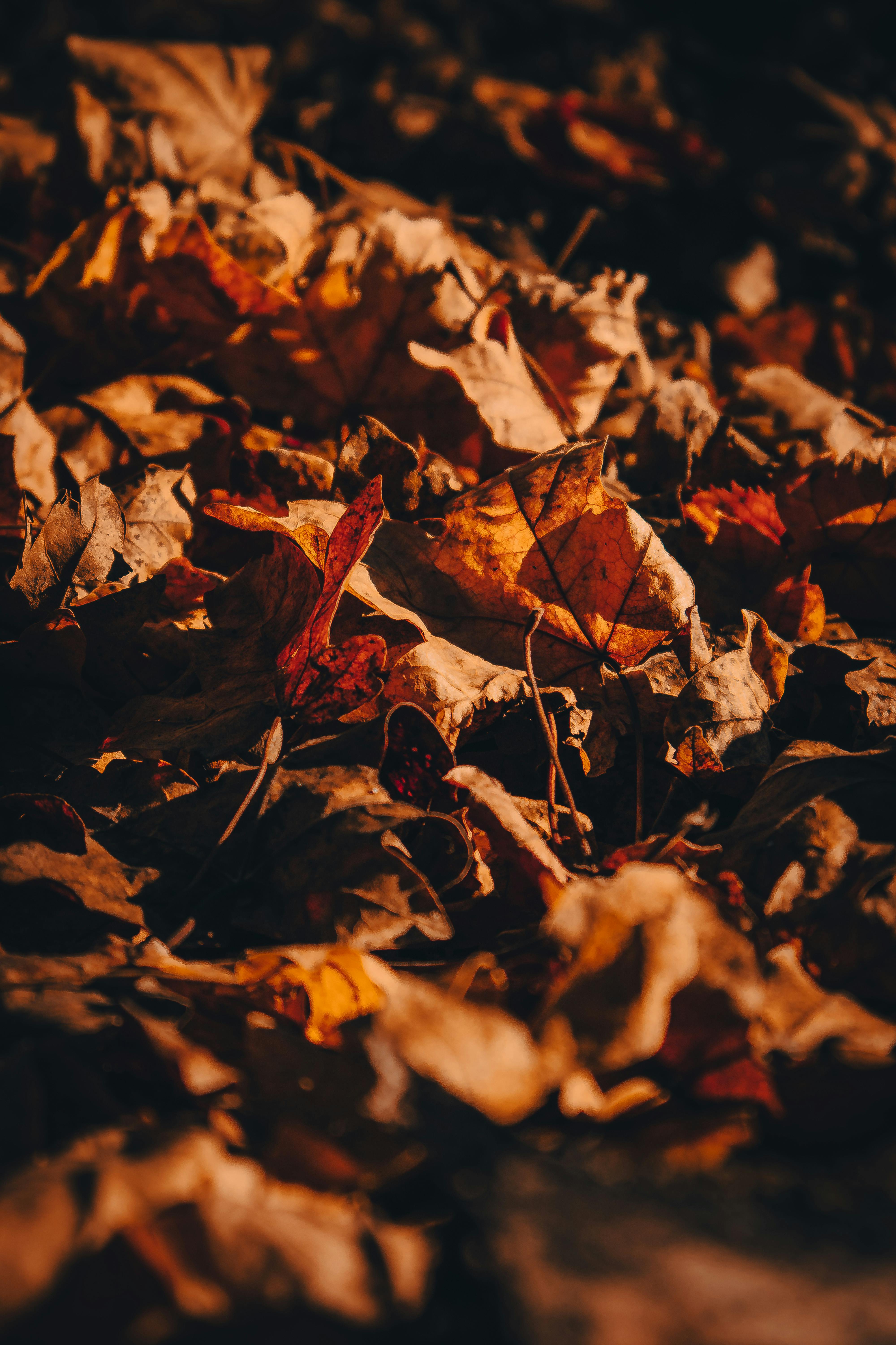 Photo of Autumn Leaves · Free Stock Photo