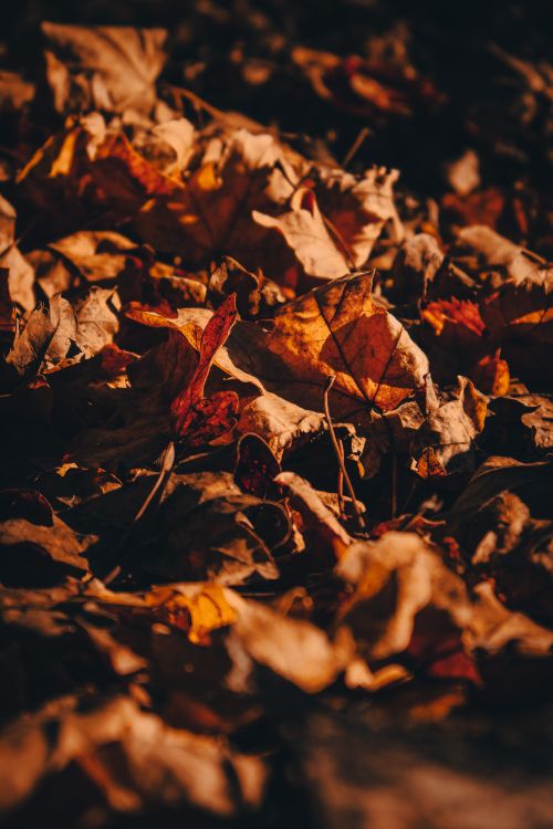 Free Close-up of dry autumn leaves on the ground, showcasing a warm, moody fall atmosphere. Stock Photo