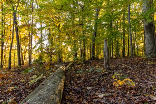 Free Tranquil autumn forest with vibrant fall colors and a fallen tree on the forest floor. Stock Photo