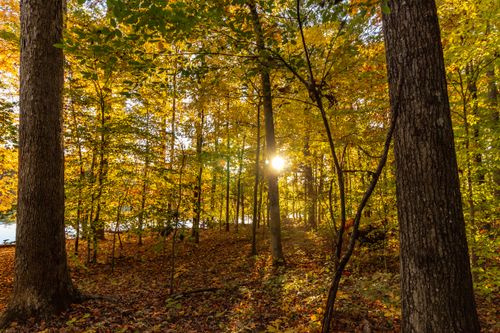 Free Golden autumn light filtering through dense forest trees in Greensboro, NC. Stock Photo