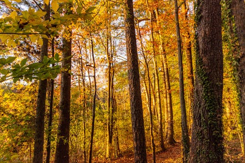 Trees with Golden Leaves