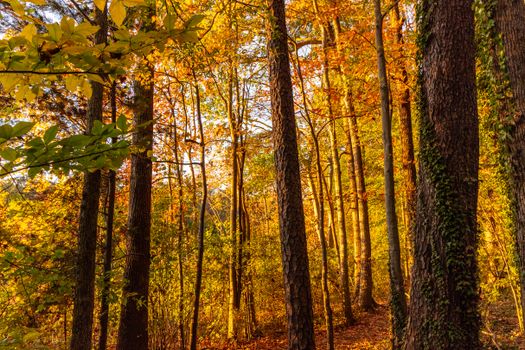 Sunlit autumn forest with golden leaves in Greensboro, NC, capturing fall foliage vibrance.