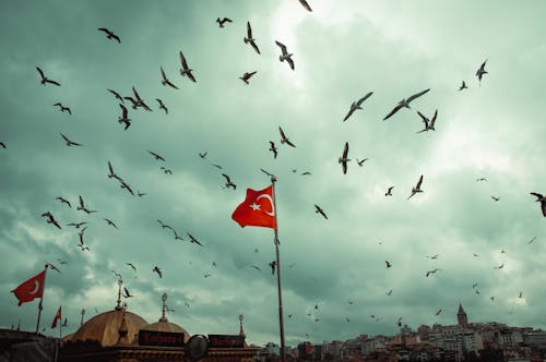 birds_flying, 伊斯坦堡, 低角度拍攝 的 免費圖庫相片