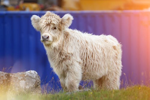 Free stock photo of animal, calf, cattle