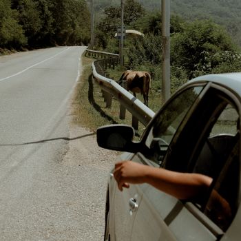 A car road trip passing by a grazing cow on a scenic rural road.