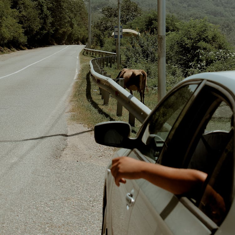 Hand Sticking Out Of The Car 