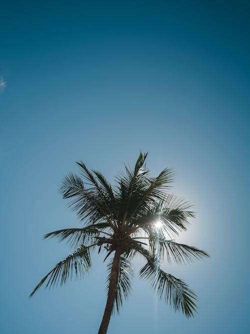 Bezpłatne Darmowe zdjęcie z galerii z błękitne niebo, drzewo palmowe, liście palmowe Zdjęcie z galerii