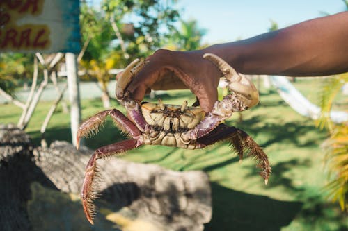 

A Close-Up Shot of a Person Holding a Crab