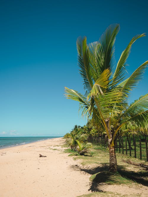 Free Coconut Trees at the Beach Stock Photo