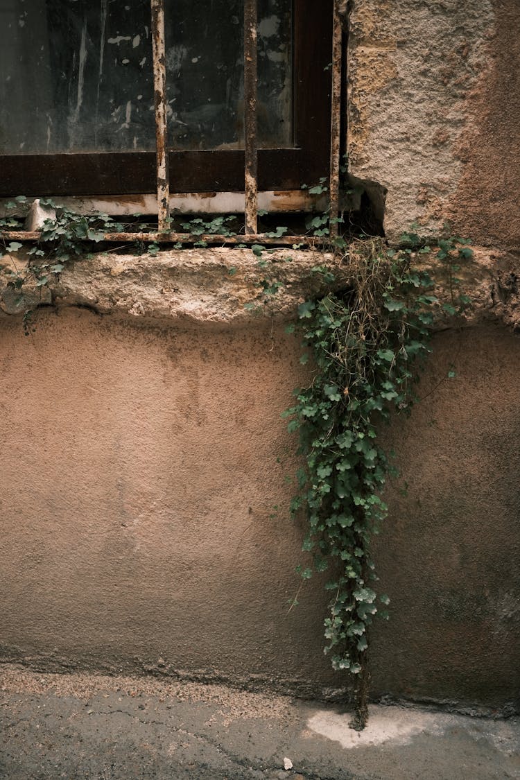 Ivy Growing At Neglected House