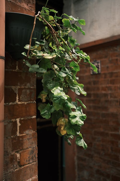 Green Clicking Plant on the Brick Wall