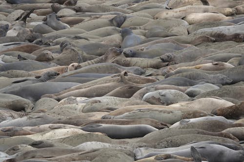 Herd of Seals 