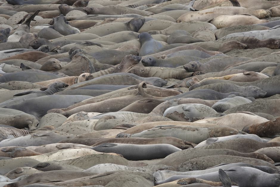 A large group of seals resting together on a sandy beach, showcasing wildlife.
