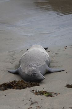A seal comfortably rests on a sandy beach, showcasing peaceful coastal wildlife.
