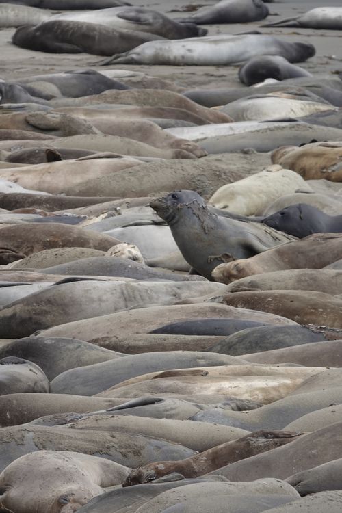 Free A large group of seals lounging on a sandy beach, showcasing nature's tranquility. Stock Photo