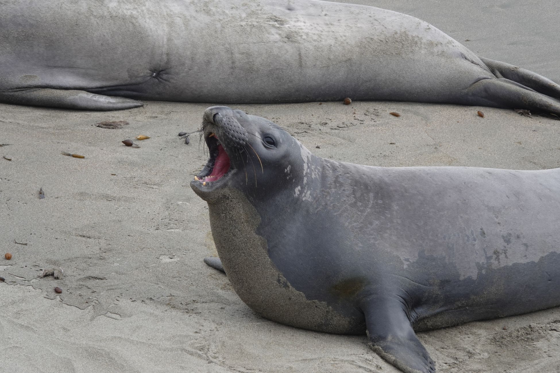Look: California elephant seal's unusual purple coloration caused by algae