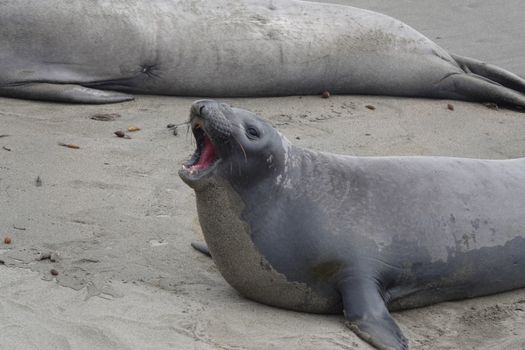 A close-up of an elephant seal resting on sand, showcasing its natural habitat and behavior.