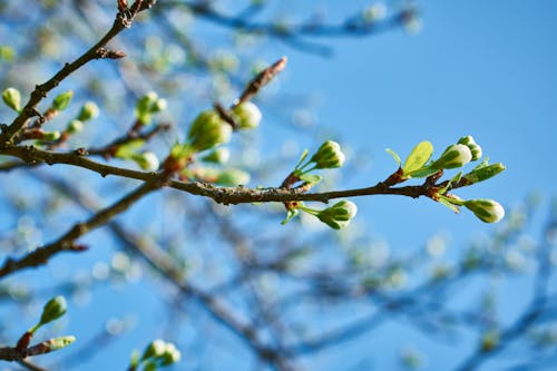 Free Shallow Focus Photography of Green Tree Stock Photo