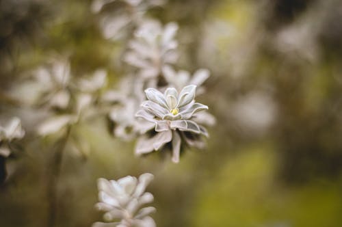 crossostephium, 나뭇잎, 셀렉티브 포커스의 무료 스톡 사진