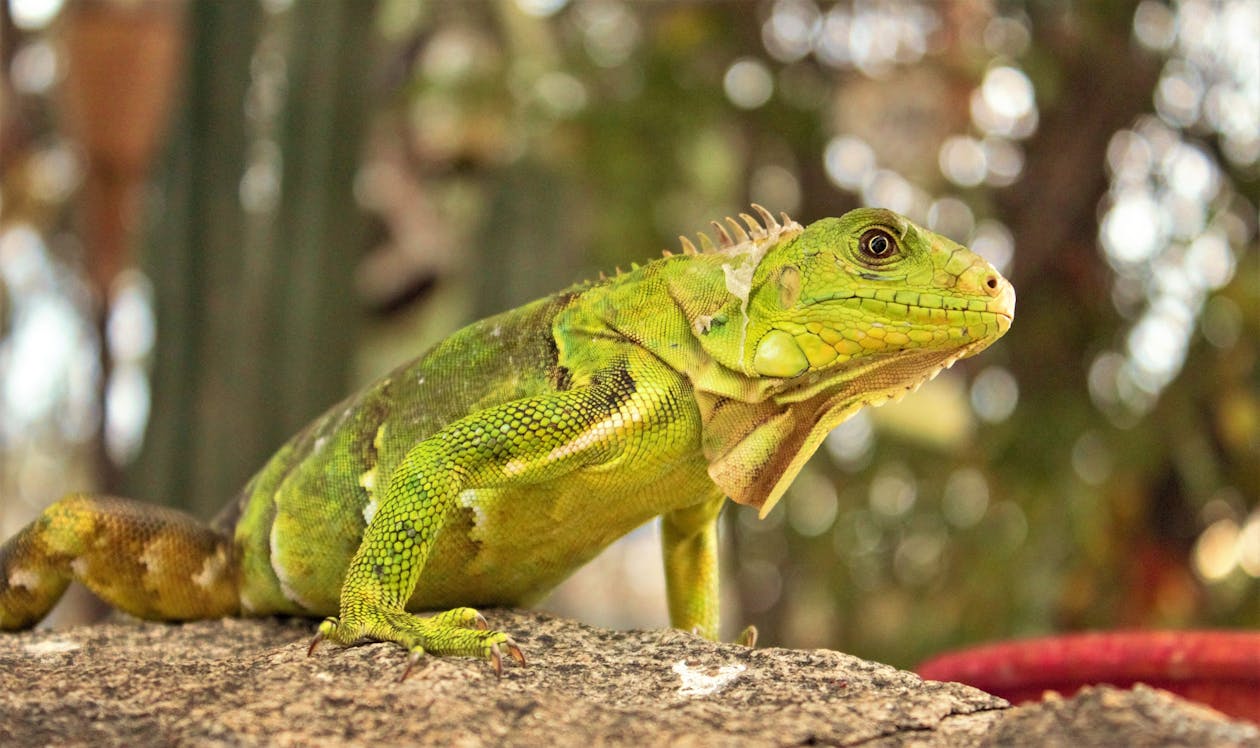 Free Green Lizard Stock Photo