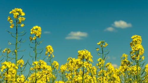 Gratis Flores Amarillas Bajo Un Cielo Parcialmente Nublado Durante El Día Foto de stock